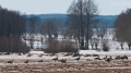 013_Biebrza - marzec 2013